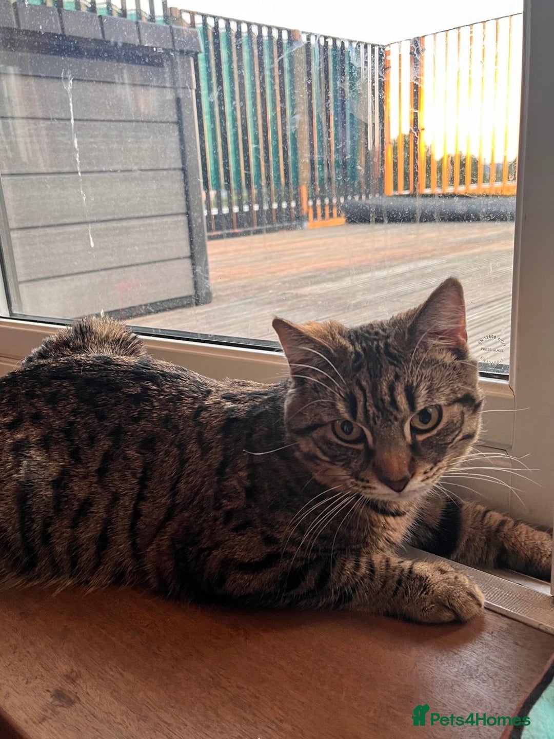 Domestic Shorthair cats for sale: Looking for a new family for Simba❤️ - Advert 7