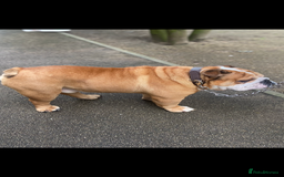 English Bulldog dogs for stud: Exceptional Ch Bloodline RICATORI ROMAN KING - Image 5