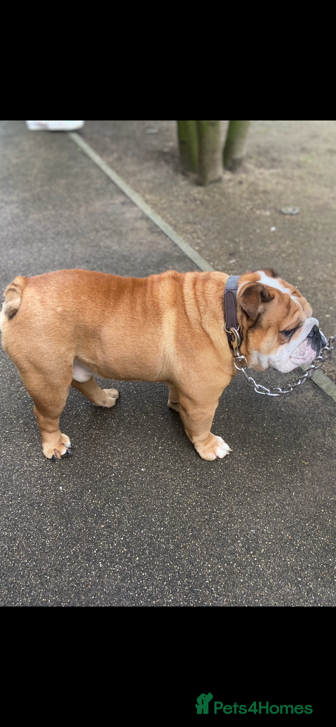 English Bulldog dogs for stud: Exceptional Ch Bloodline RICATORI ROMAN KING - Image 5