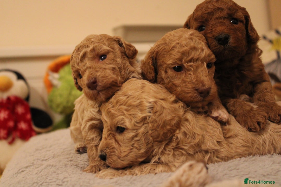 Poochon dogs for sale: Beautiful mini poochons puppies  - Advert 6