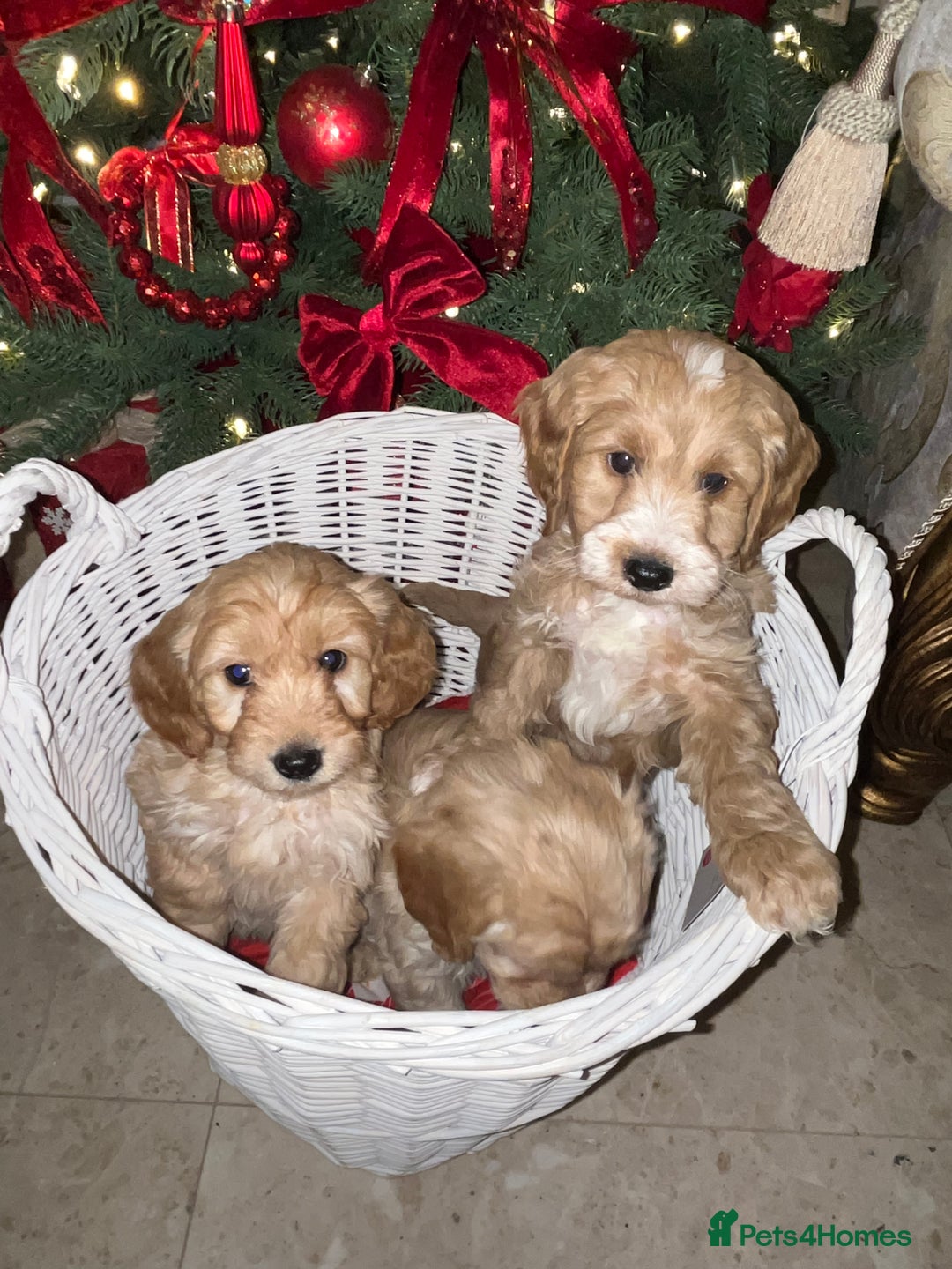 Cockapoo dogs for sale: F1 toy Cockerpoo  - Advert 17