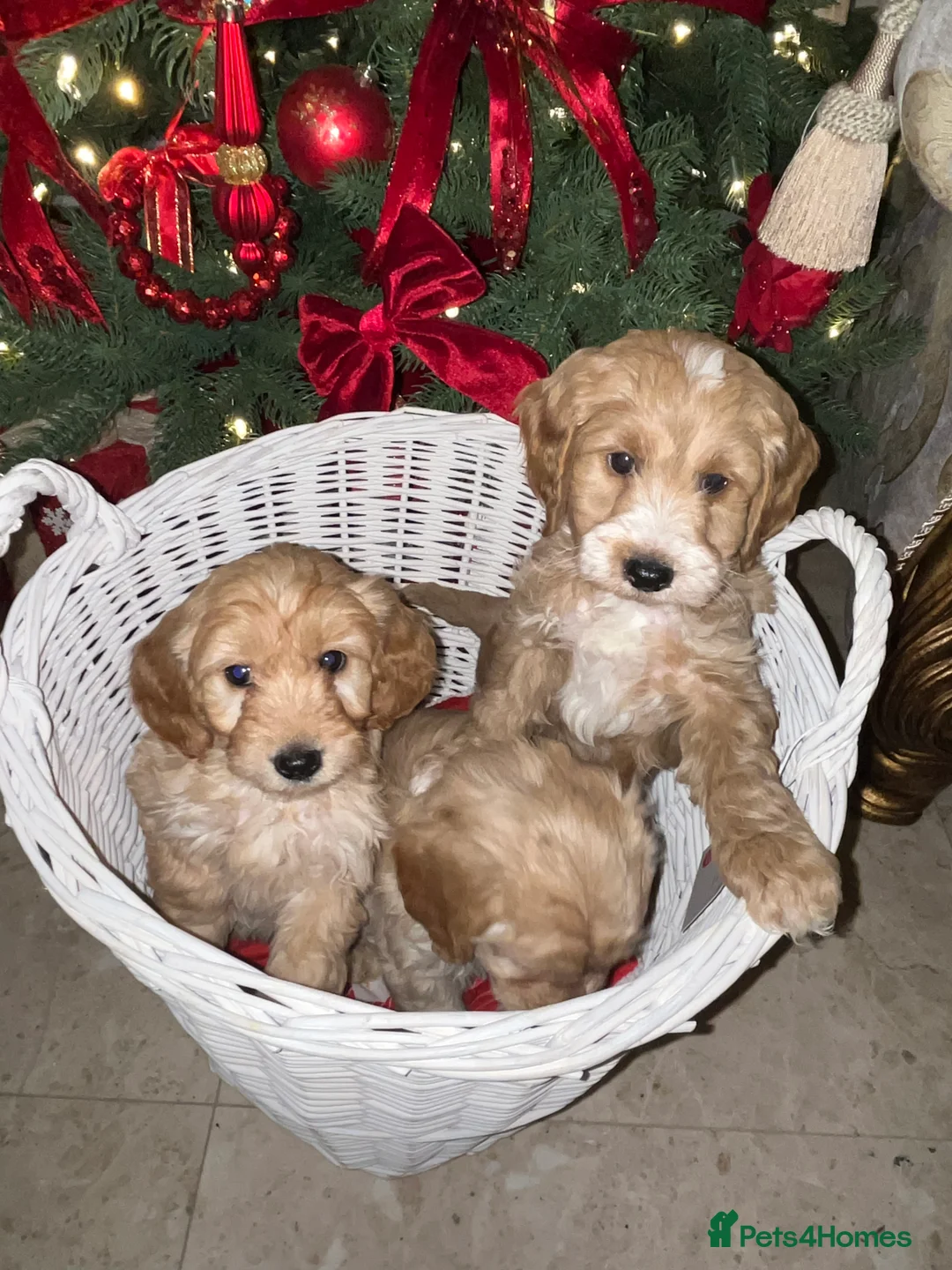 Cockapoo dogs for sale: F1 toy Cockerpoo  - Advert 10