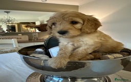 Cockapoo dogs for sale: Cockapoo puppies. Fully DNA tested.  - Image 13