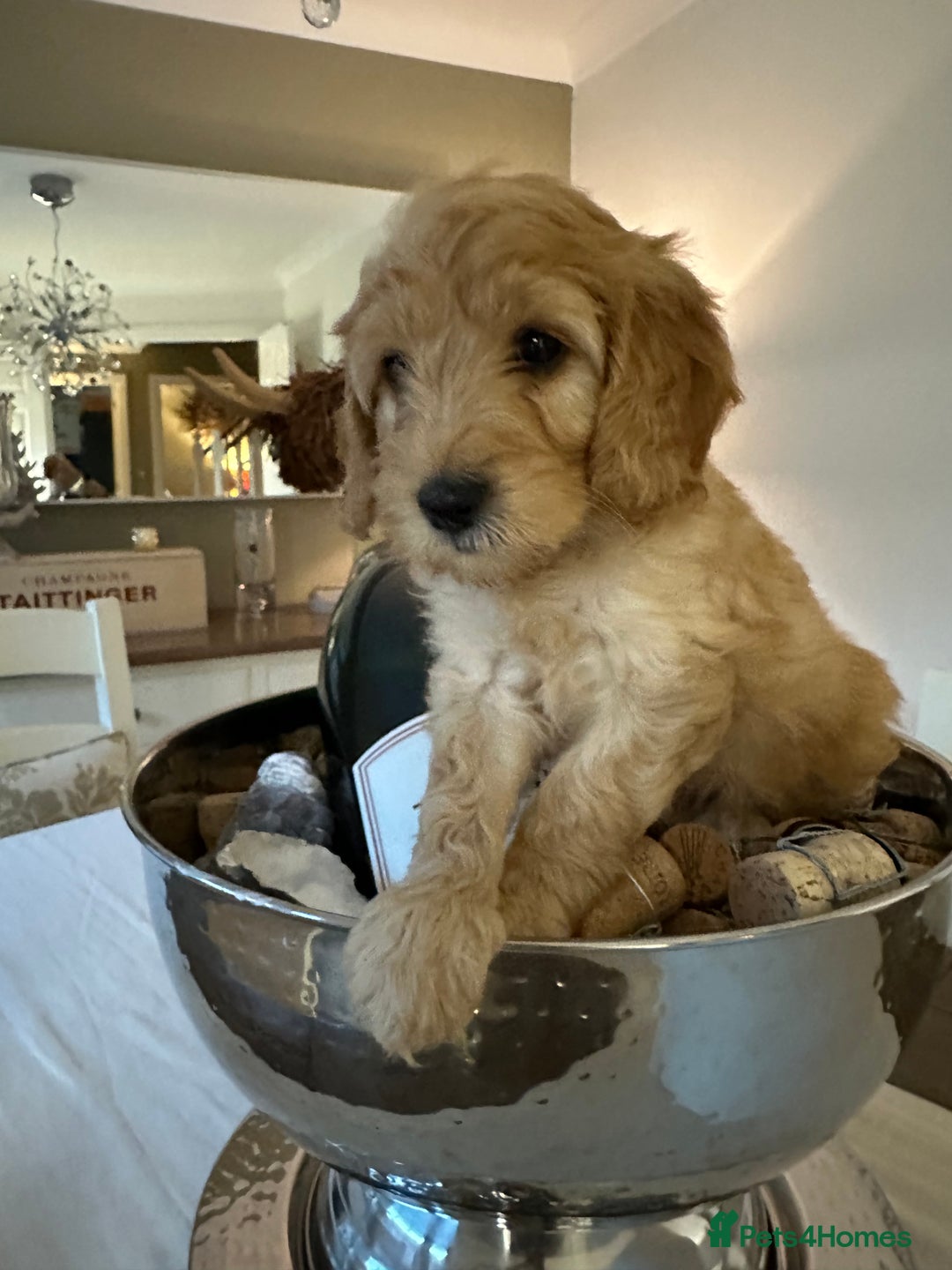 Cockapoo dogs for sale: Cockapoo puppies. Fully DNA tested.  - Image 13