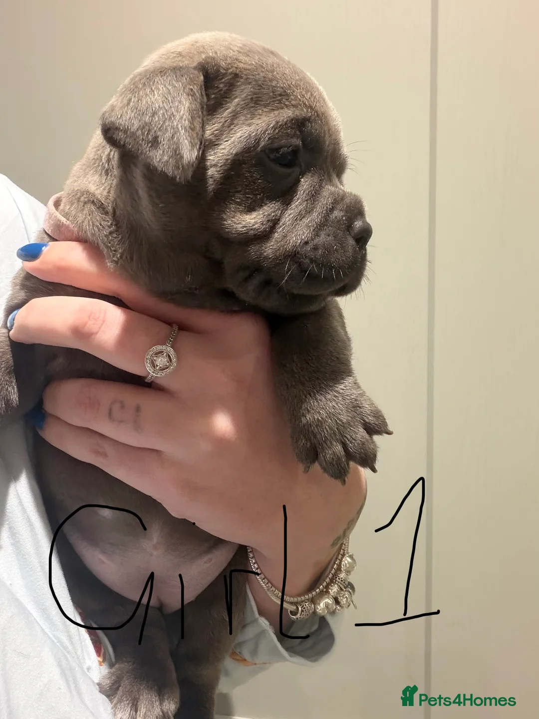 Staffordshire Bull Terrier dogs for sale: Amazing Staffordshire puppies - Advert 10