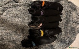 Mixed Breed dogs for sale: Beautiful miniature Labrador x cockapoo  - Image 1