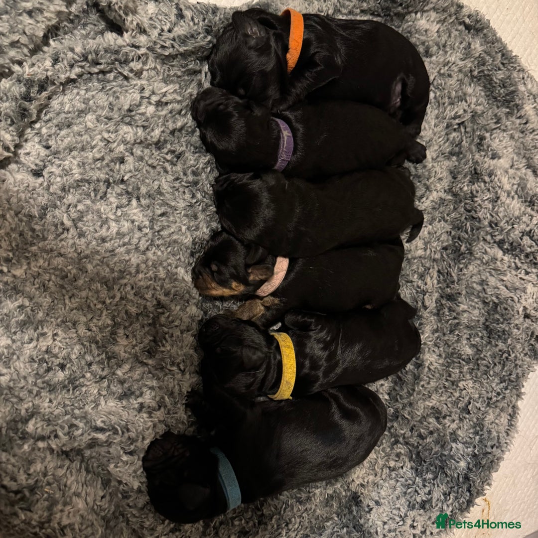 Mixed Breed dogs for sale: Beautiful miniature Labrador x cockapoo  - Image 1