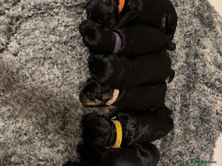 Mixed Breed dogs - Advert 11