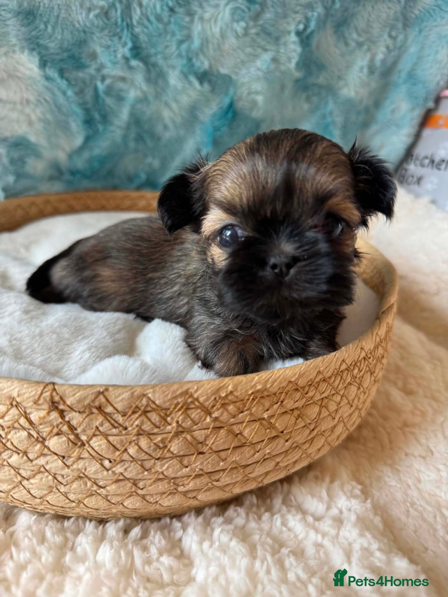 Shih Tzu dogs Stunning litter colours 😍 Imperial Shihzu babies  - Advert 1
