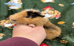 Guinea Pig rodents for sale: Baby Female Guineapigs  - Image 13
