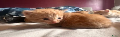 Domestic Shorthair 1