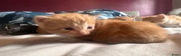 Domestic Shorthair cats for sale: Kittens for sale  - Advert 16