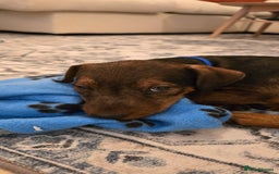 Lakeland Terrier dogs for sale: Lakeland terrier called Chop - Image 1