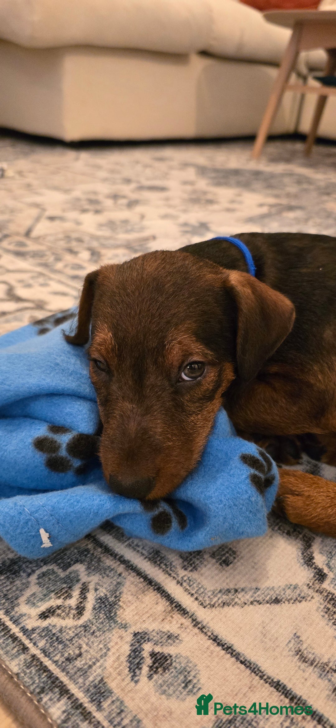 Lakeland Terrier dogs for sale: Lakeland terrier called Chop - Image 1