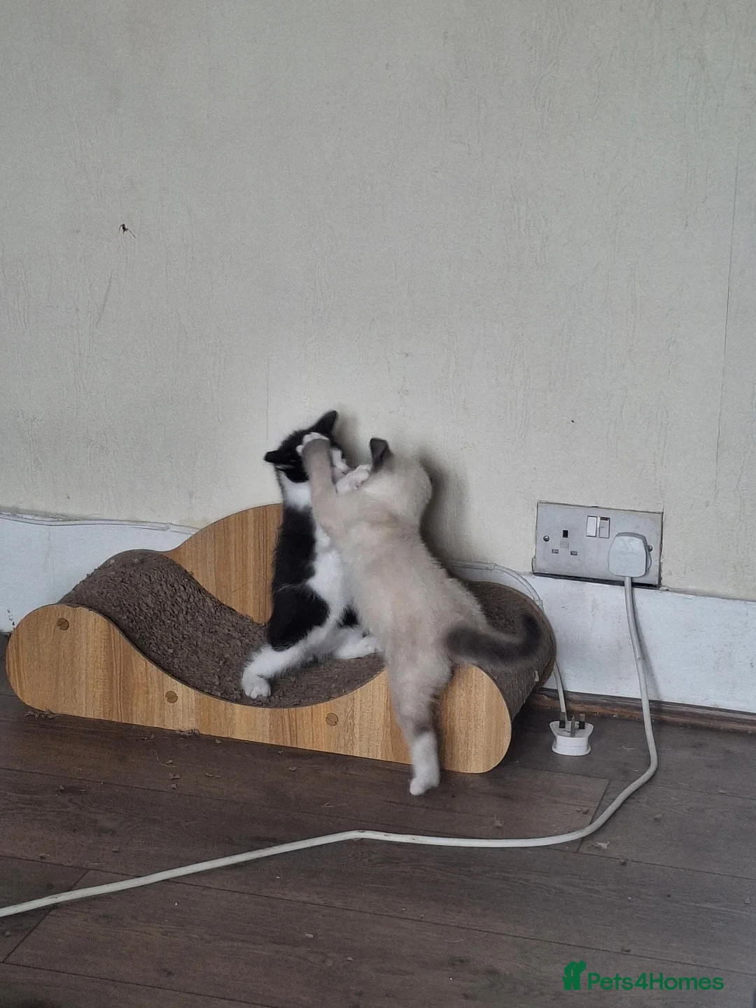 Mixed Breed cats for sale: Three Adorable Kittens Looking for Loving Homes - Advert 1