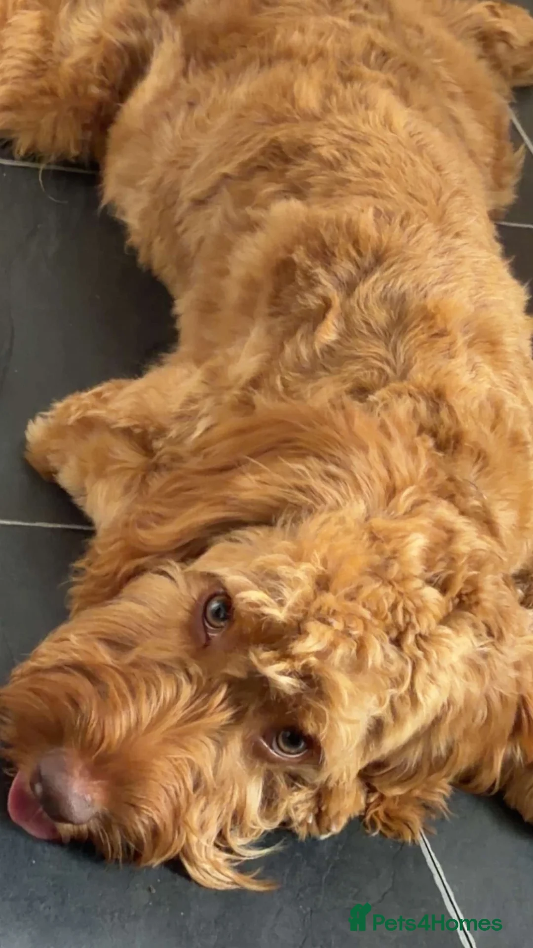 Cockapoo dogs for sale: Enzo  in Shildon - Advert 2