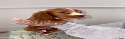 Cocker Spaniel dogs for sale: Fantastic working cocker pups  - Advert 11