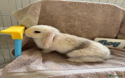 Mini Lop rabbits for sale: Friendly mini lop babies ready 14 August - Image 14