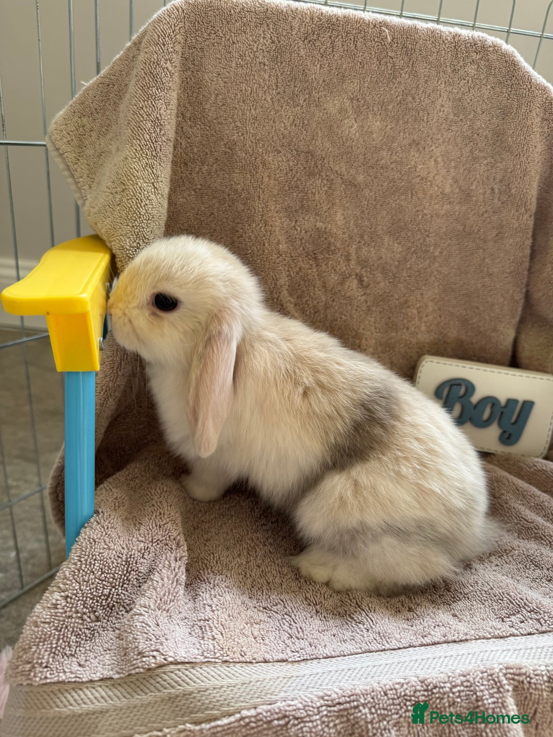 Mini Lop rabbits for sale: Friendly mini lop babies ready 14 August - Image 14