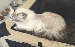 Siberian cats for sale: Pure Siberian  - Image 2