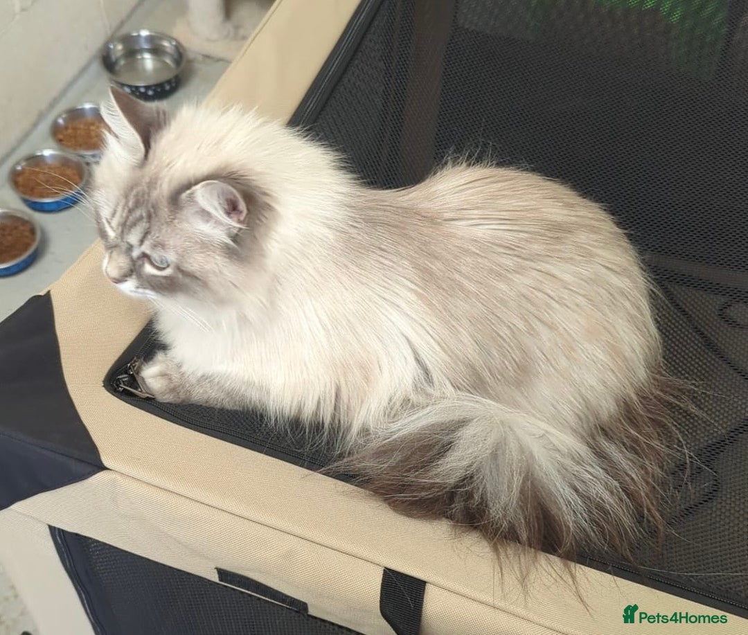 Siberian cats for sale: Pure Siberian  - Image 2