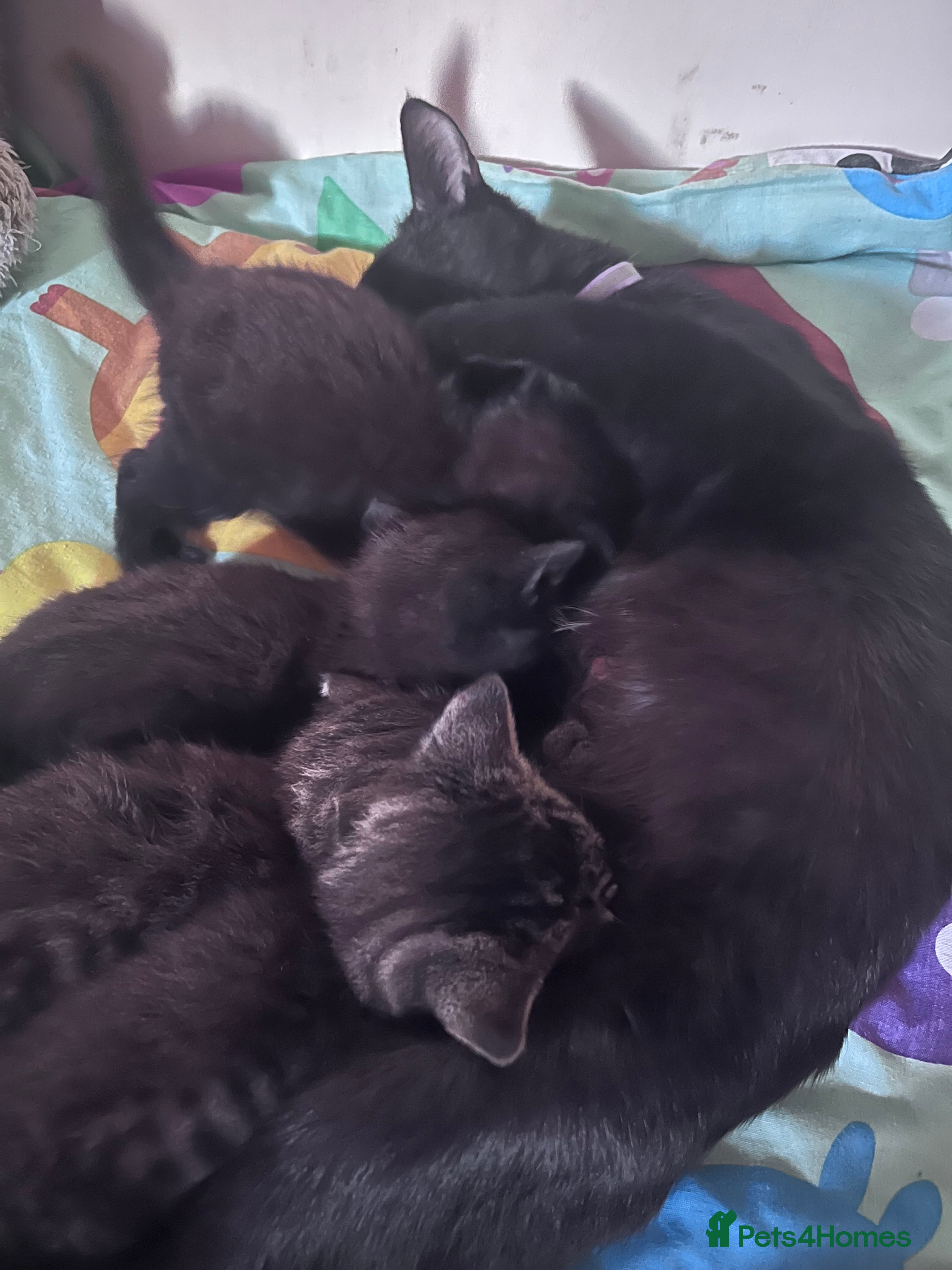 Mixed Breed cats Beautiful loving kittens - Advert 1