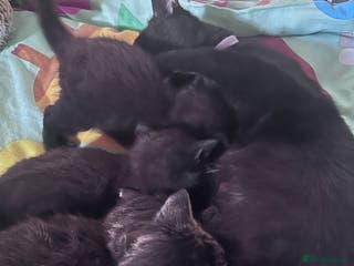 Mixed Breed cats Beautiful loving kittens - Advert 2