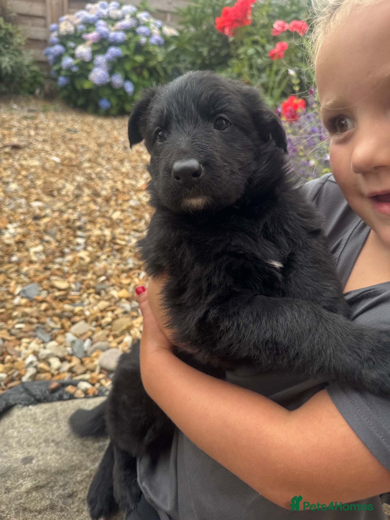 German Shepherd dogs Top Quality German Shephard one girl left - Advert 8