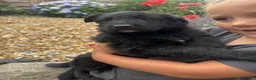 German Shepherd dogs for sale: Top Quality German Shephard one girl left - Advert 5