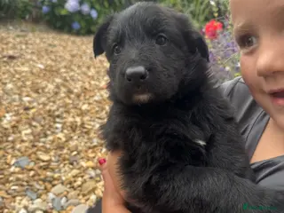 German Shepherd dogs Top Quality German Shephard one girl left - Advert 8