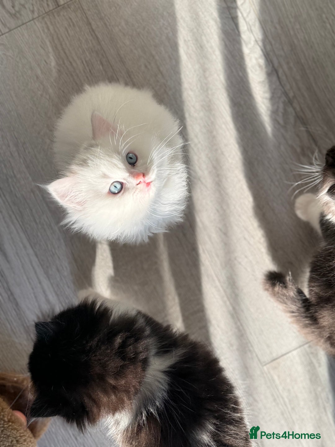 Persian cats for sale: Persian  - Advert 5