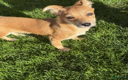 Mixed Breed dogs for adoption:  🐾 Meet Mayo – The Sweetest Pocket Rocket! 🐾 - Image 1