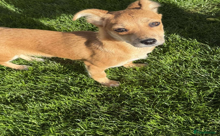 Mixed Breed dogs - Advert 1