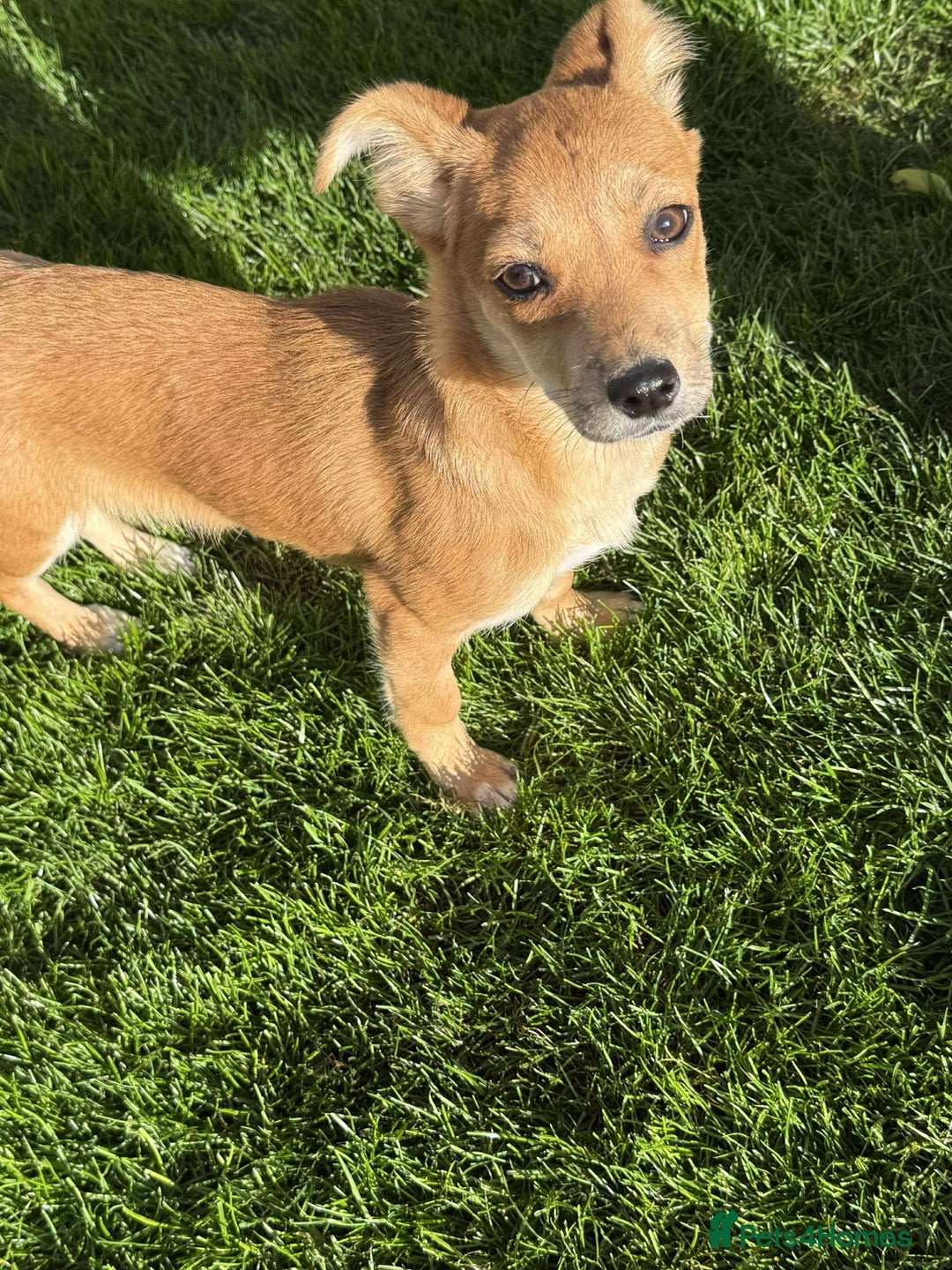 Mixed Breed dogs for adoption:  🐾 Meet Mayo – The Sweetest Pocket Rocket! 🐾 - Image 1