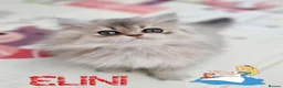 British Longhair cats for sale: 🧚‍♀️✨️ 3 Stunning  Sweet Babies 🐈🍬🐾 - Advert 3