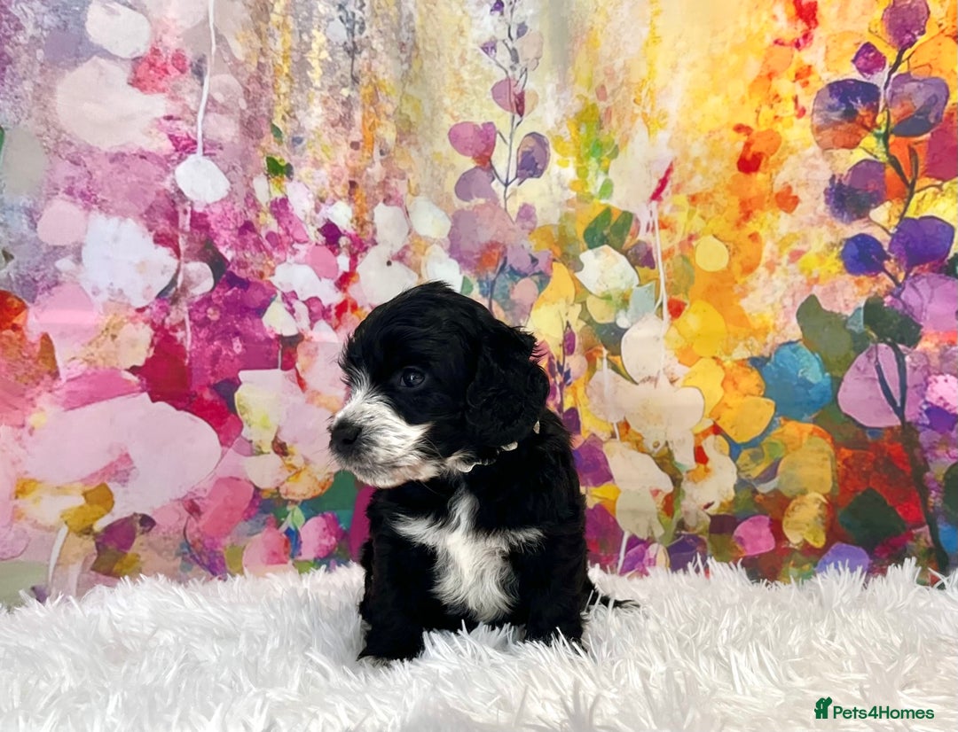 Cockapoo dogs for sale: ⭐️Rare Silver Phantom DNA CLEAR Mini F1 Cockapoos - Image 13