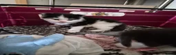Maine Coon cats for sale: 3 Maine coon / British shorthair kittens  - Advert 5