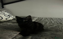 Domestic Shorthair cats for sale: Black kitten  - Advert 3