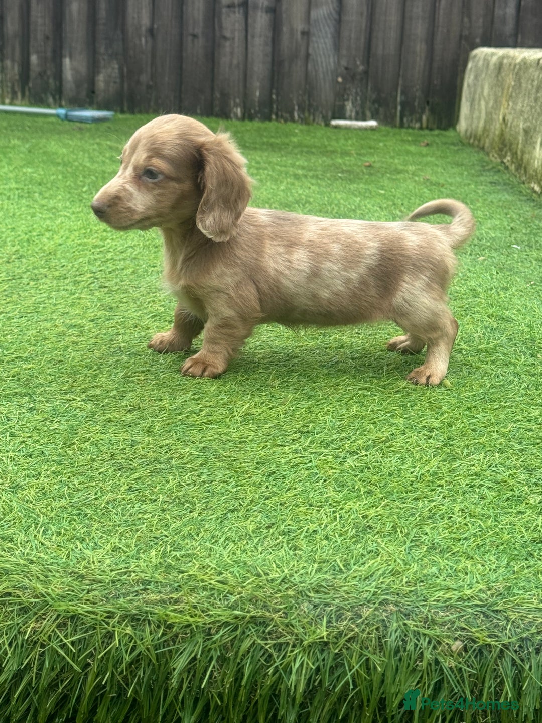Miniature Dachshund dogs for sale: Beautiful long hair miniature dachshunds ready  - Advert 5