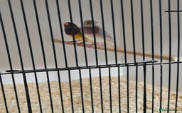 Finches birds for sale: Gouldian Finches for sale  - Image 6
