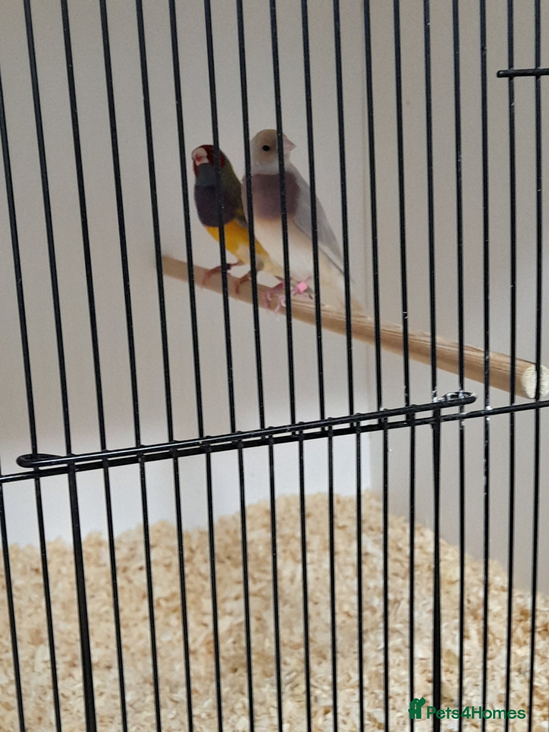 Finches birds for sale: Gouldian Finches for sale  - Image 6