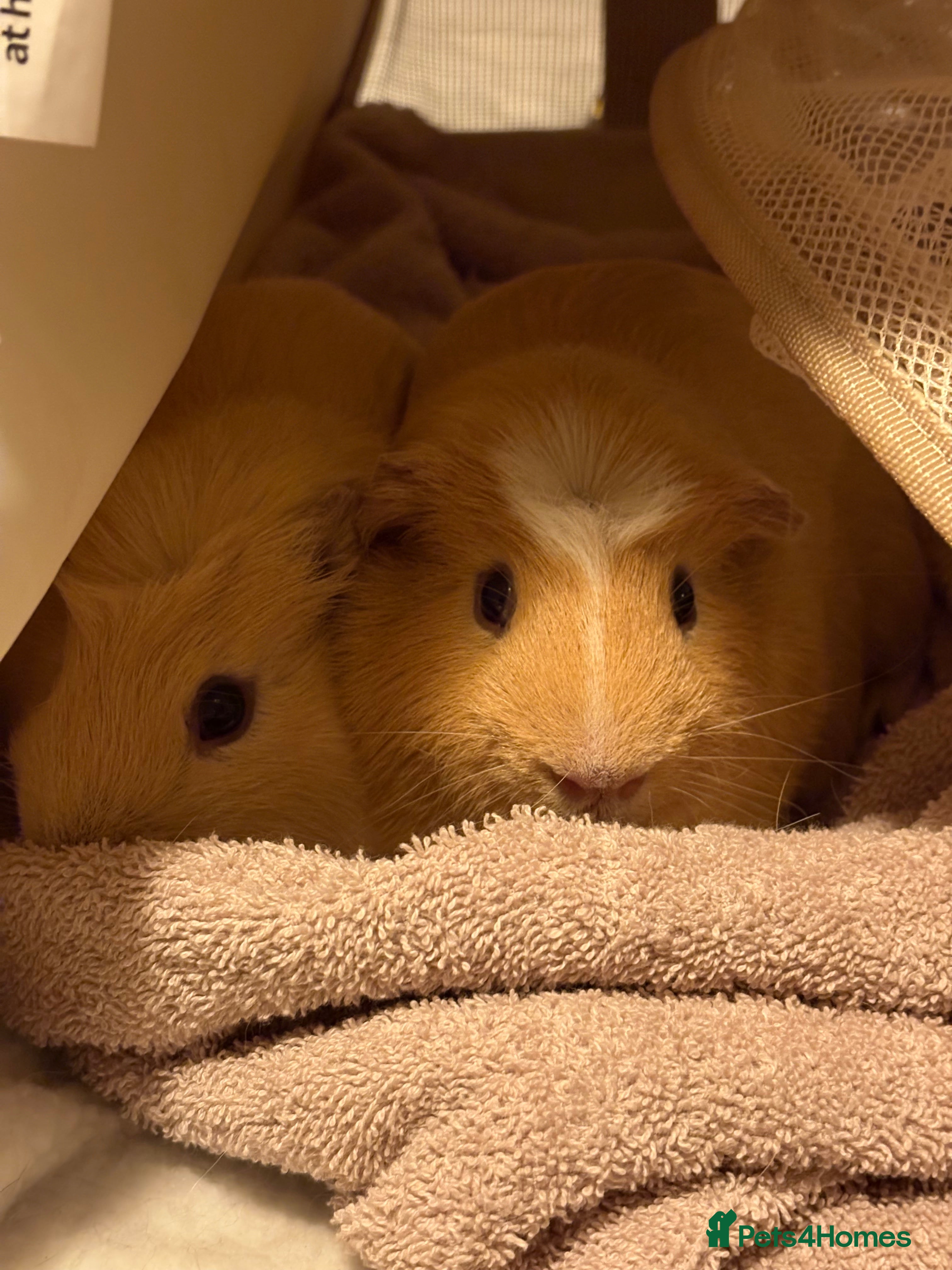 Guinea Pig rodents X2 male piggies  - Advert 1