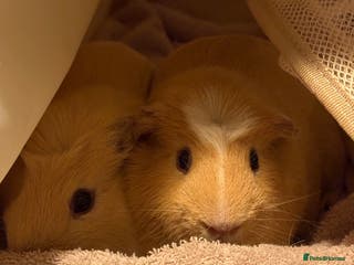 Guinea Pig rodents X2 male piggies - Advert 1
