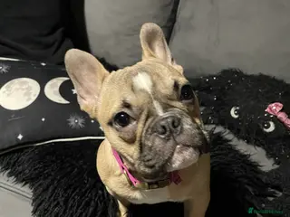 French Bulldog dogs Gorgeous Girl - Advert 2