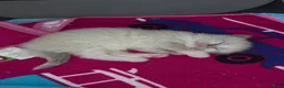 Ragdoll cats for sale: 🩵Stunning Blue Mitted Ragdoll Kitens🩵 - Advert 22