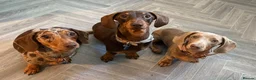 Miniature Dachshund dogs for sale: Miniature Dachshund  - Advert 6