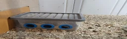 Quail poultry for sale: 8 Quail plus accessories for sale - Advert 4