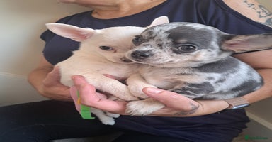 Chihuahua dogs - Advert 14