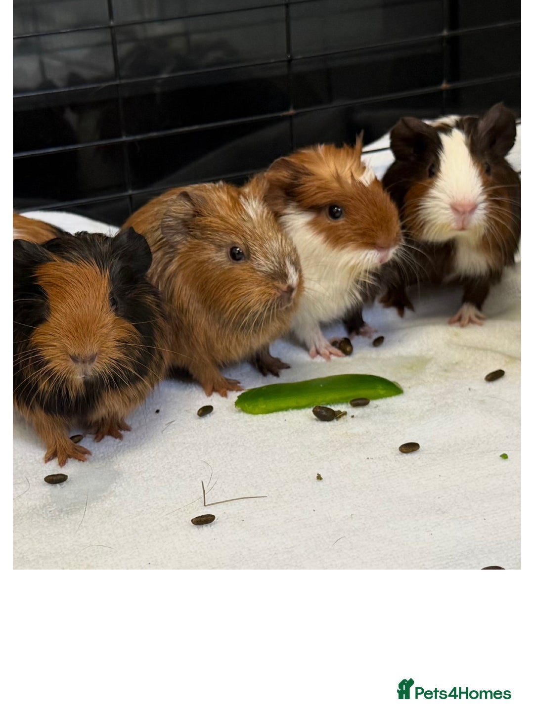 Guinea Pig rodents for sale: Baby Guinea Pigs for sale  - Advert 1