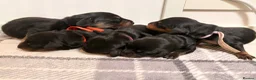 Miniature Dachshund dogs for sale: Pedigree Longhaired Miniature Dachshunds  in Johnstone - Advert 3